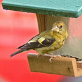 IMG_8990-gigapixel-standard-scale-2_00x-cropped-SharpenAI-Focus-exported.jpg