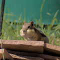 IMG_9102-SharpenAI-Standard-exported.jpg